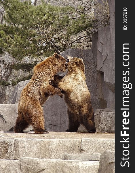 Two bears playong or mating at a wisconson zoo. Two bears playong or mating at a wisconson zoo