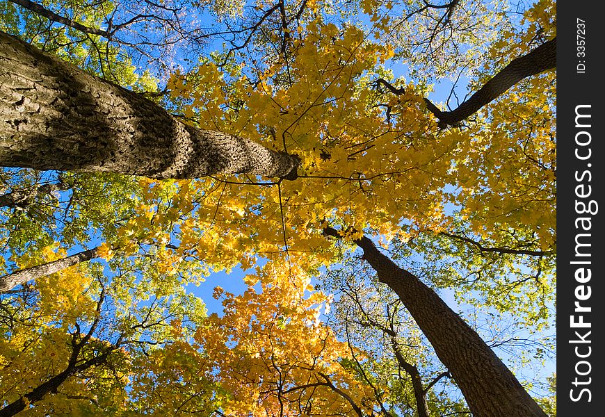 Autumn park scene with trees, fallen yellow leaves. Autumn park scene with trees, fallen yellow leaves