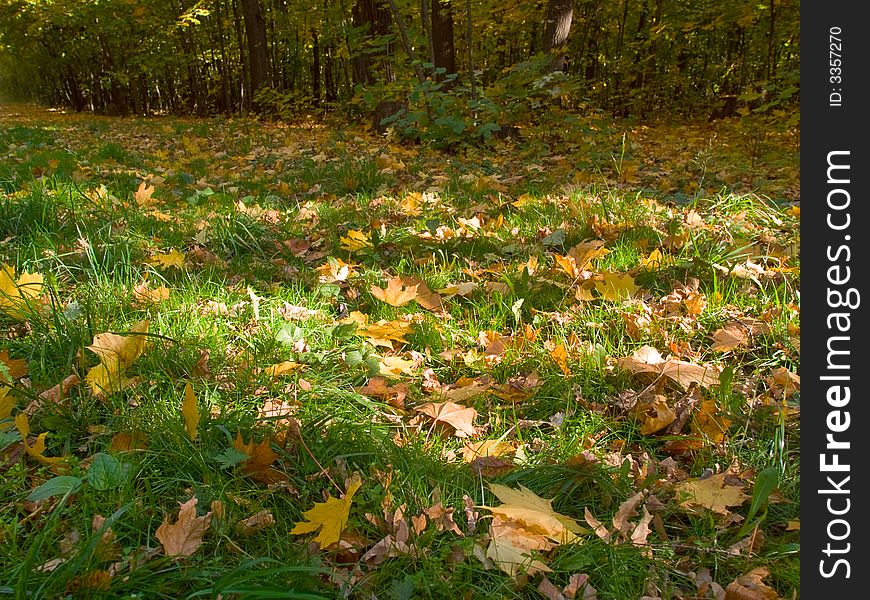 Sunlight spots over green grass with fallen lyellow leaves. Sunlight spots over green grass with fallen lyellow leaves