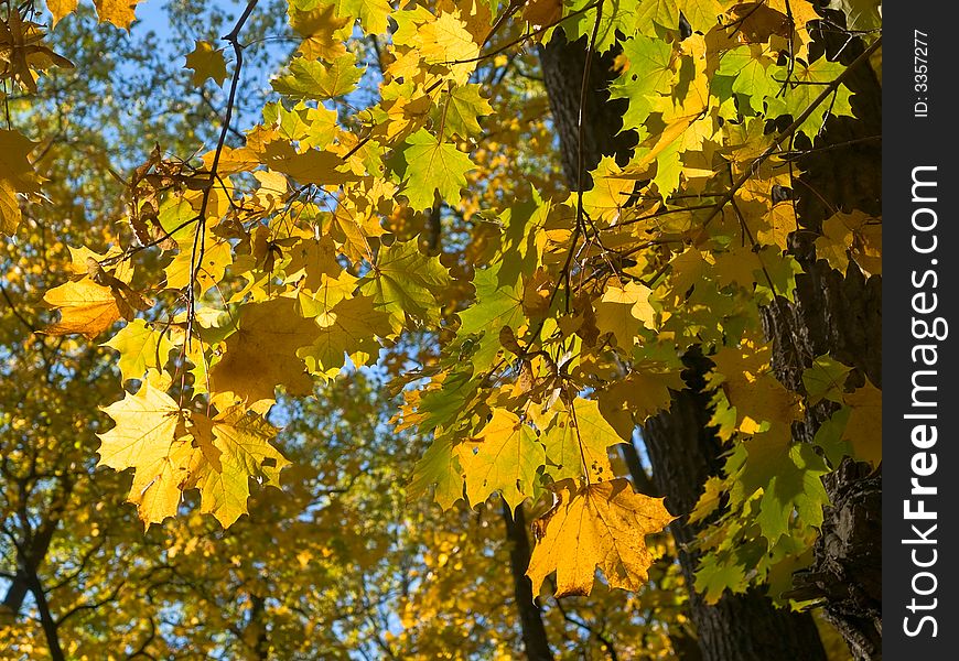 Close-up of yellow maple leaves over blue sky