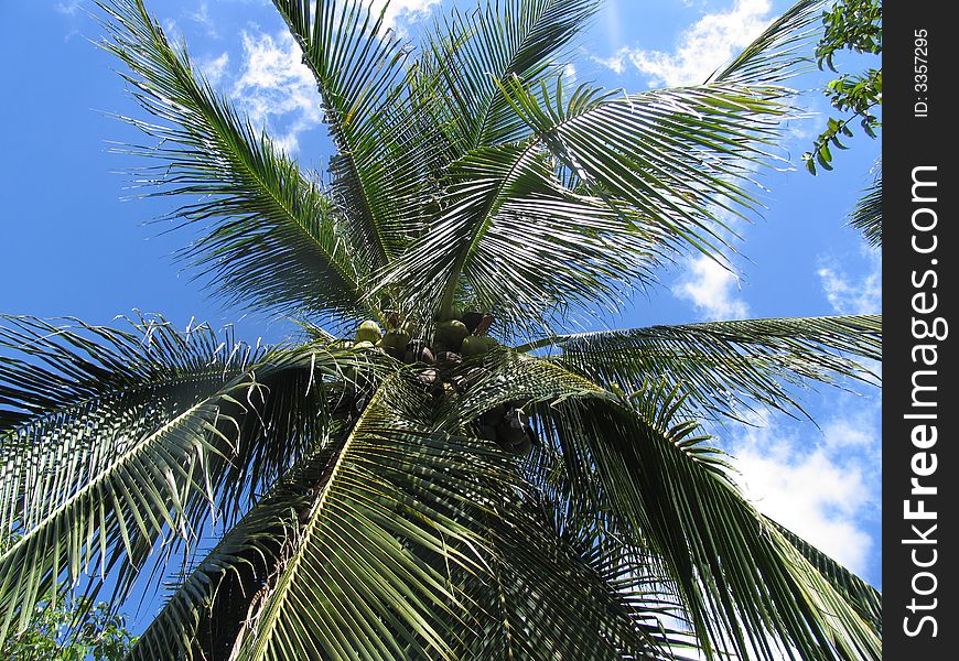 Palm/Cocomut tree in South Thailand. Palm/Cocomut tree in South Thailand