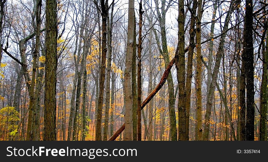 Tall trees in a Michigan park during end of autumn. Tall trees in a Michigan park during end of autumn