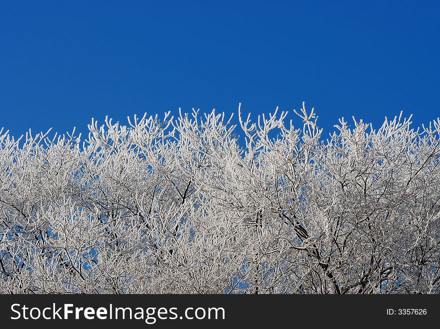 The top branches of a row of trees all covered in hoar frost. The top branches of a row of trees all covered in hoar frost