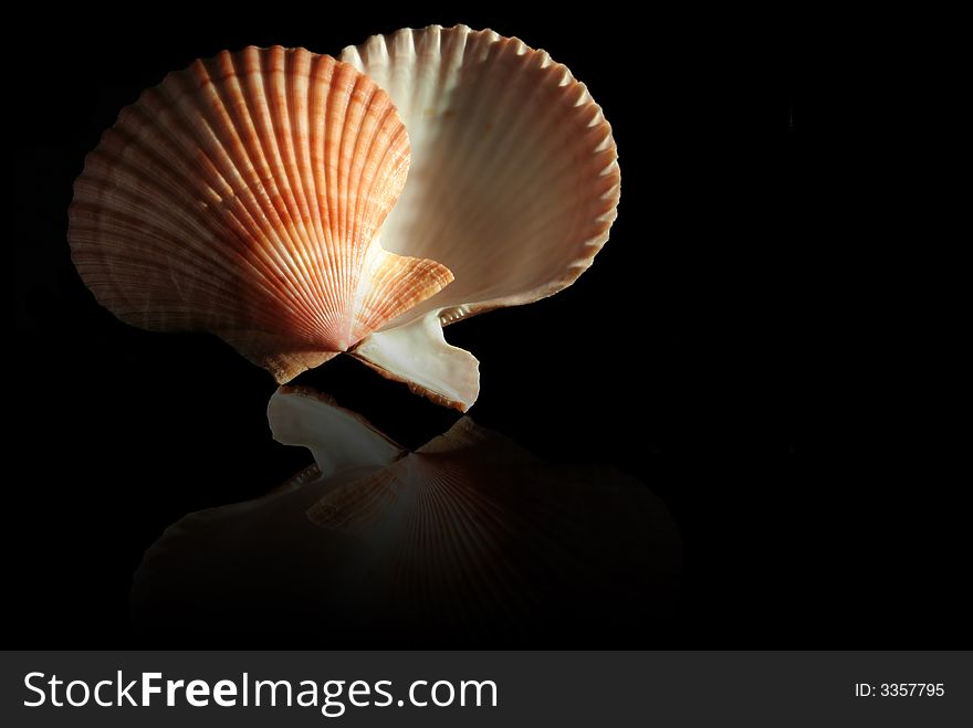 Sea shell over black background