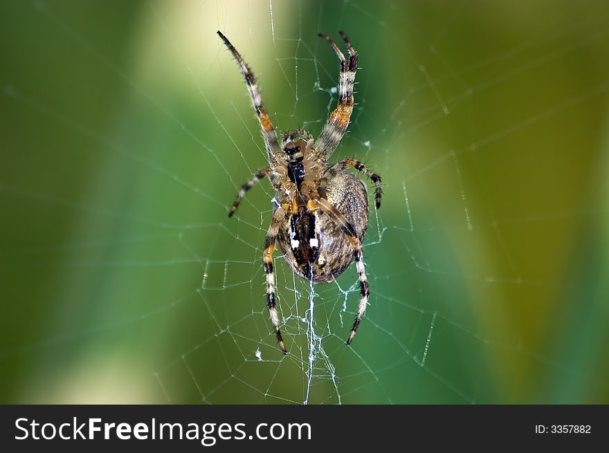 Garden Spider waiting in her web