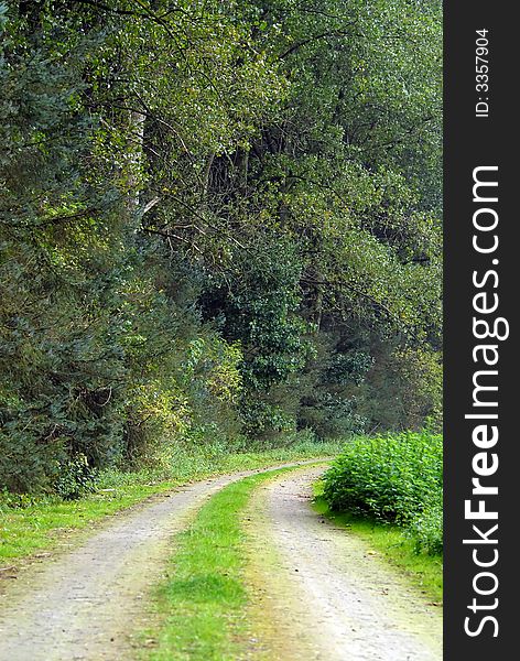 Road through lush green forest. Road through lush green forest