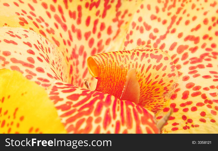 Extreme close-up image of an orchid flower-soft focus. Extreme close-up image of an orchid flower-soft focus.
