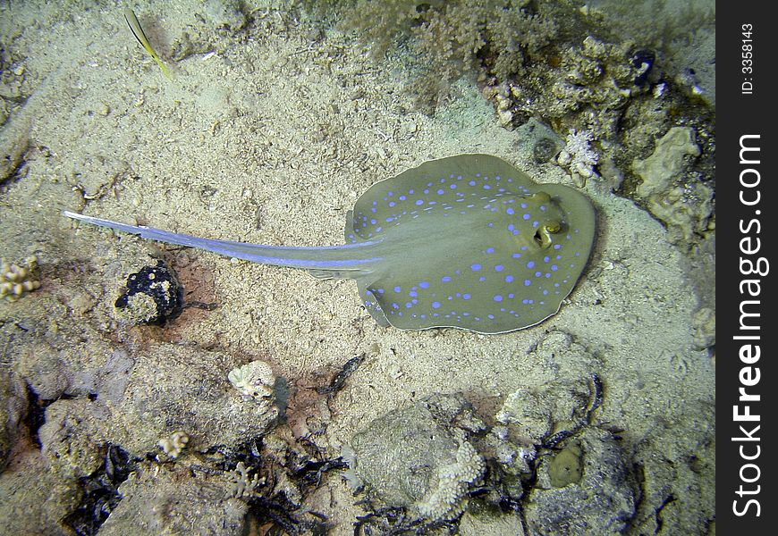 Blue Spotted Ray in Red Sea, Egypt