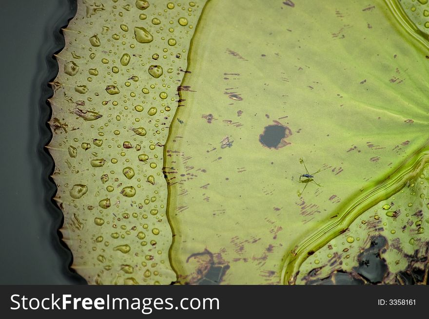 Wet Leaf On A Pond