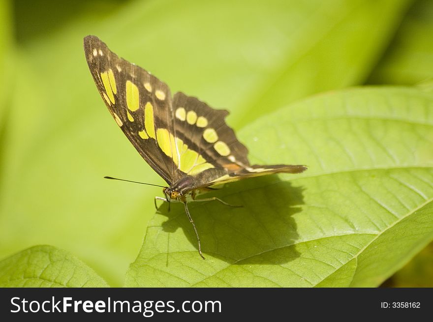 Yellow butterfly over green leaves. Yellow butterfly over green leaves