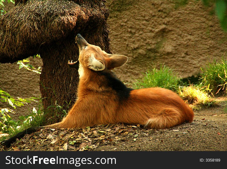 Maned Wolf Yawns