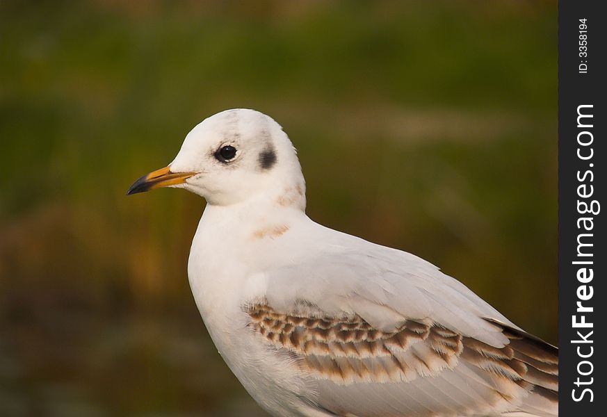 Sea-gull close-up. green background.