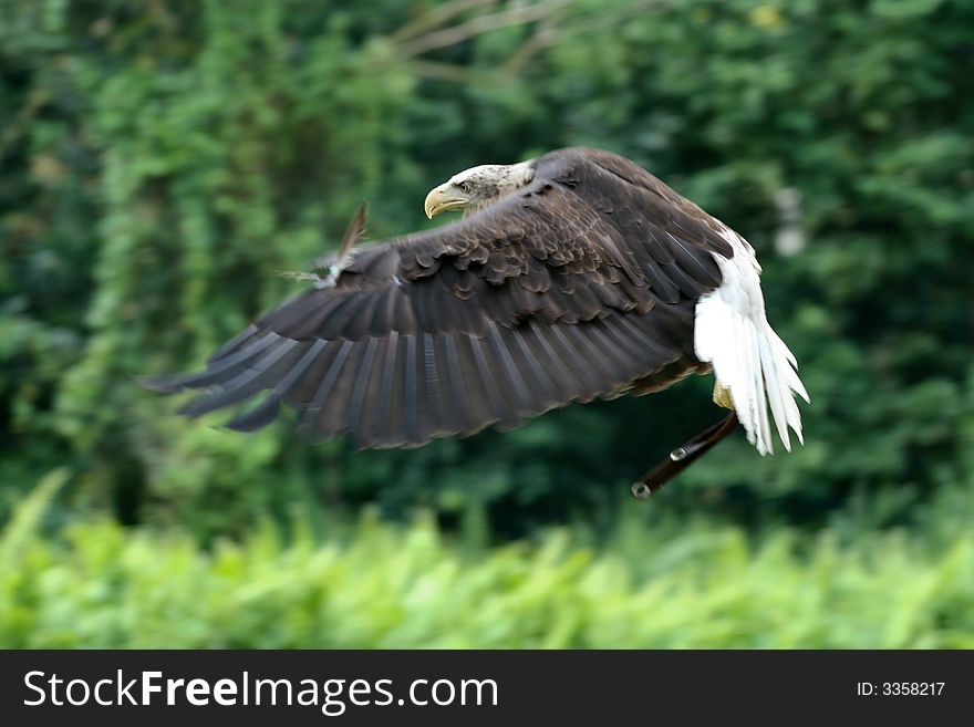 A captive flying eagle against the trees
