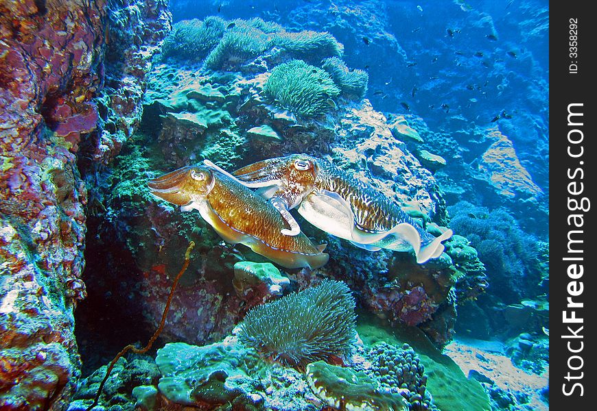 Mating Cuttlefish in Similan islands, Thailand