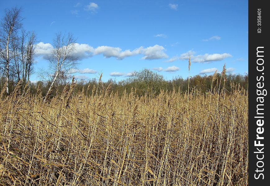 Reed on coast of lake in a sunny day