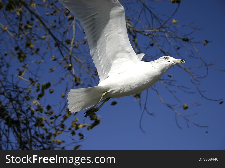 Sea gull flying against a clear blue sky and tree branches that are loosing its leaves. Sea gull flying against a clear blue sky and tree branches that are loosing its leaves.
