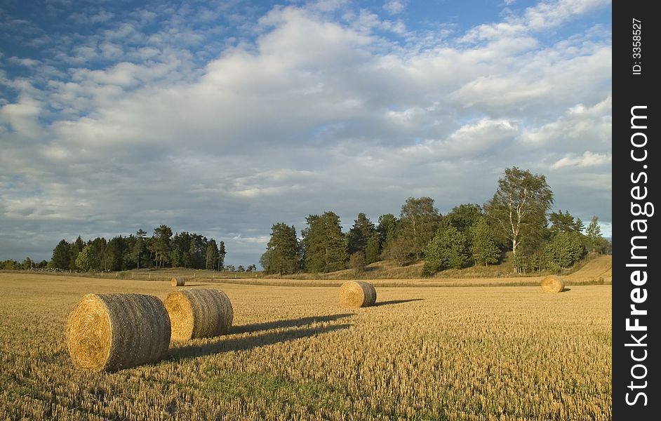 Harvest In Sweden