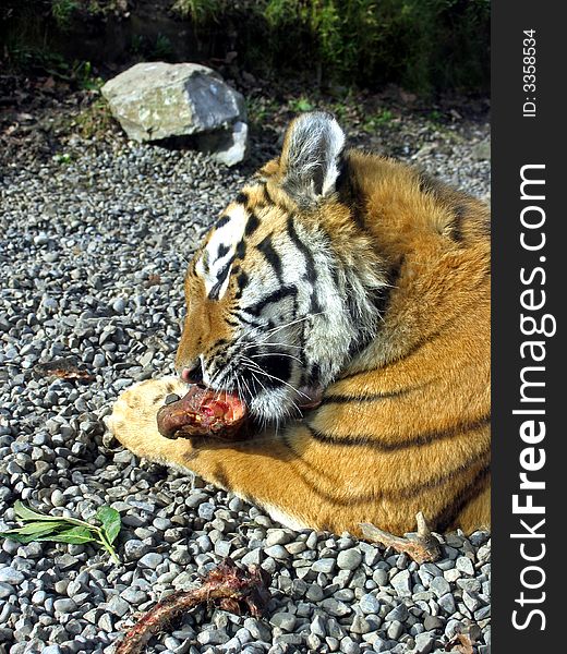Full grown male tiger eating dinner - yum yum. Full grown male tiger eating dinner - yum yum