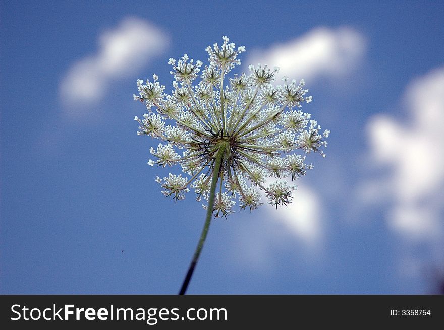 Backside of a lacy weed with bluesky.