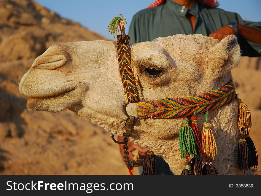 Camel in the Eastern desert . Egypt.