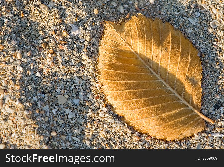 Small autumn leaf on the sands floor