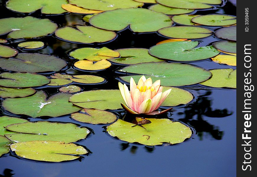 A shot of a yellow water lily in a pond. A shot of a yellow water lily in a pond.