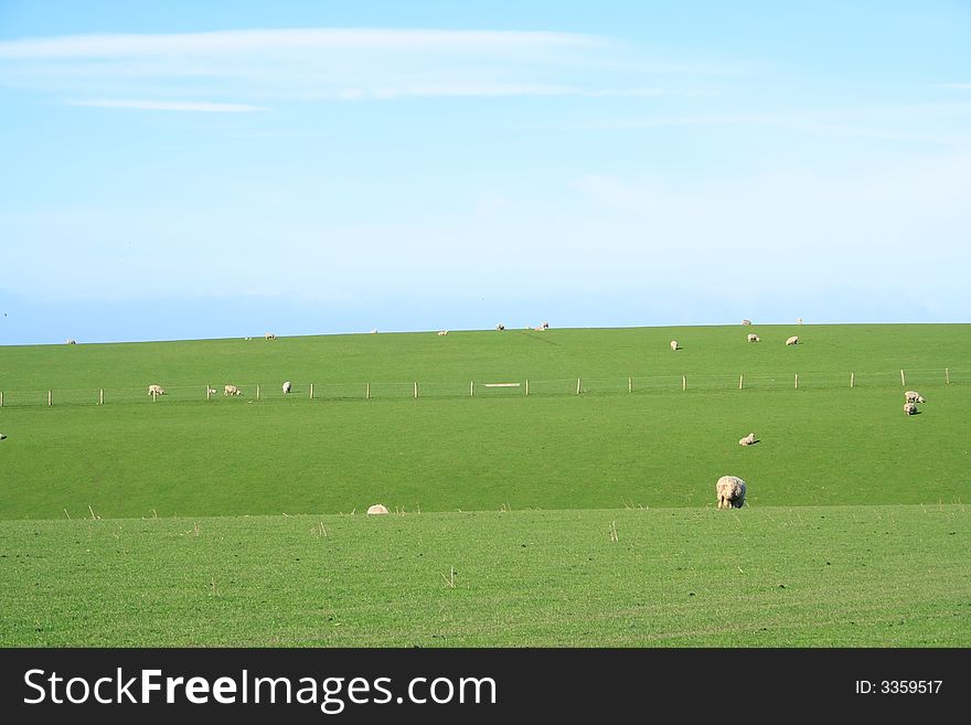 Sheep And Glassland