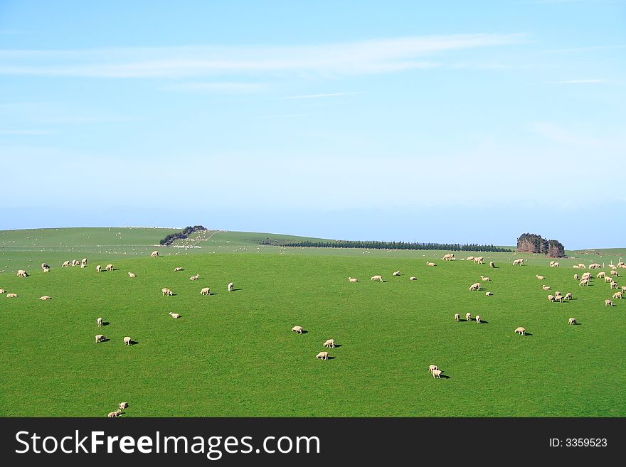 Sheep And Glassland In The New Zealand