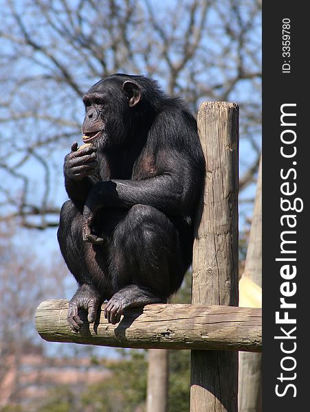 Chimpanzee sitting on top of a pole. Chimpanzee sitting on top of a pole