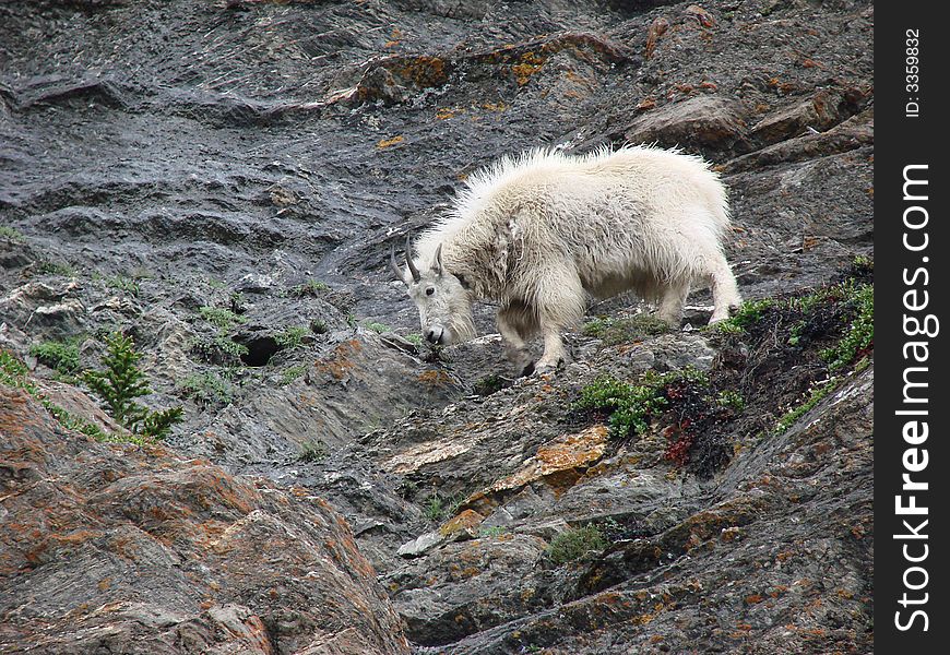 An image of a mountain goat. An image of a mountain goat.