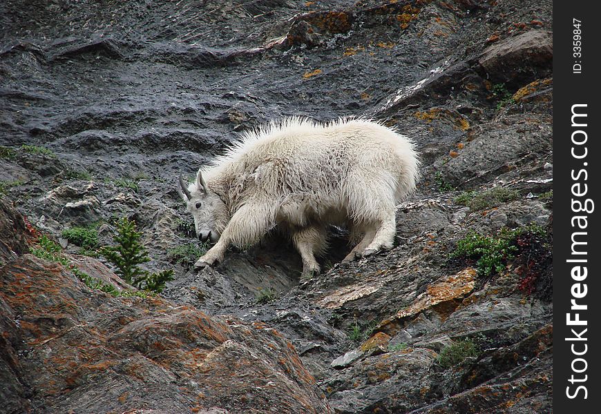 An image a mountain goat in the Rockies. An image a mountain goat in the Rockies.