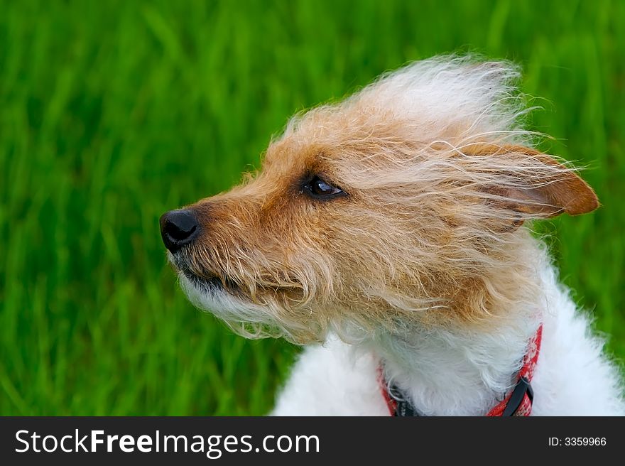 A brown headed rough coat Jack Russell Terrier with a green spring lawn in the background. A brown headed rough coat Jack Russell Terrier with a green spring lawn in the background.