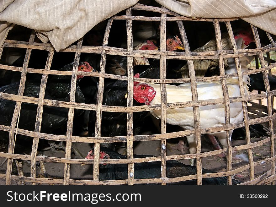 Chickens trapped in dark bamboo coop and waiting to cook. Chickens trapped in dark bamboo coop and waiting to cook