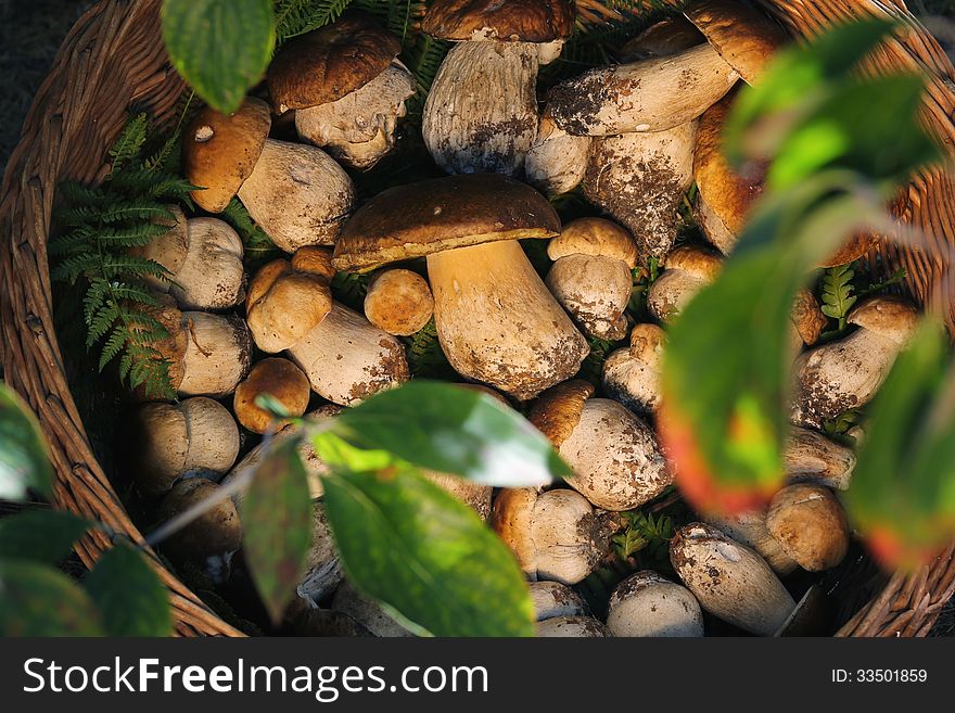 Wicker basket full of brown boletus mushrooms . Warm light. Wicker basket full of brown boletus mushrooms . Warm light
