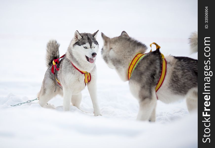 Two playing siberian husky dogs
