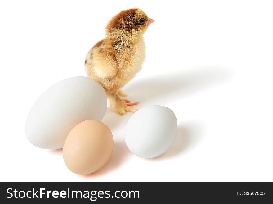 Little yellow-brown Brahma chick with three eggs of different size over white background. Little yellow-brown Brahma chick with three eggs of different size over white background