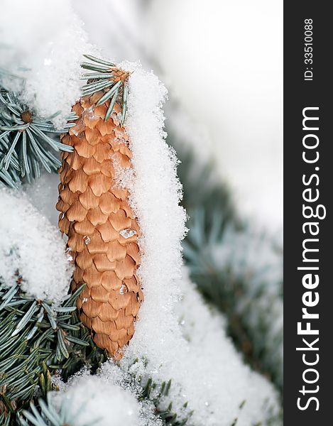 Cone covered with snow on a branch blue spruce