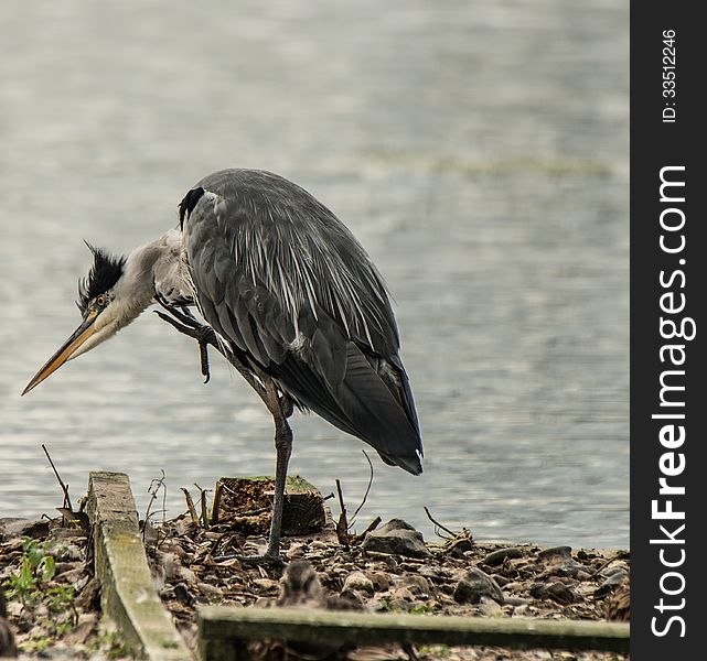 A Grey Heron scratching on a raft drifting on a lagoon in England.