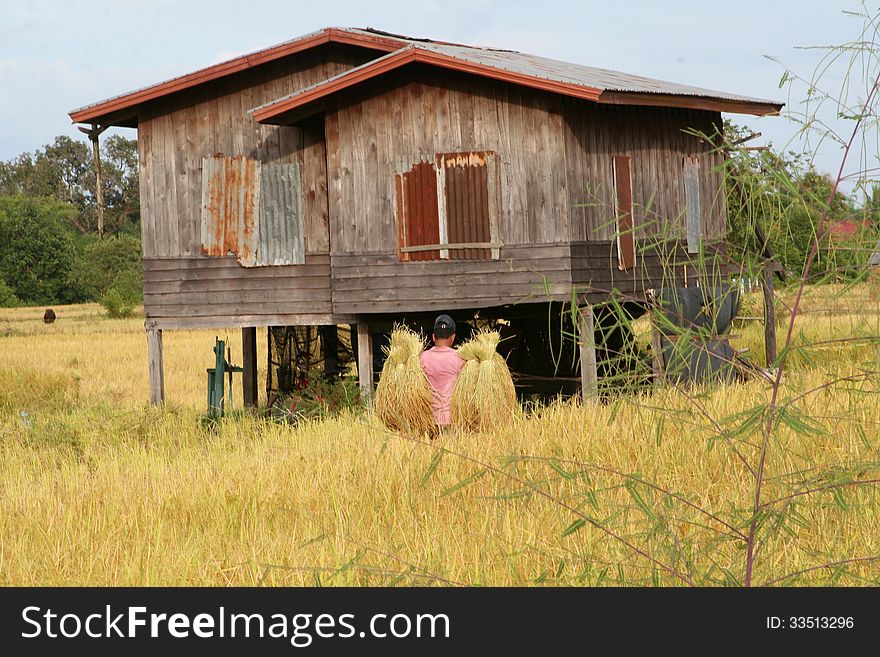 Farmer Is Working In The Agricultural Industry, Champasak, Laos