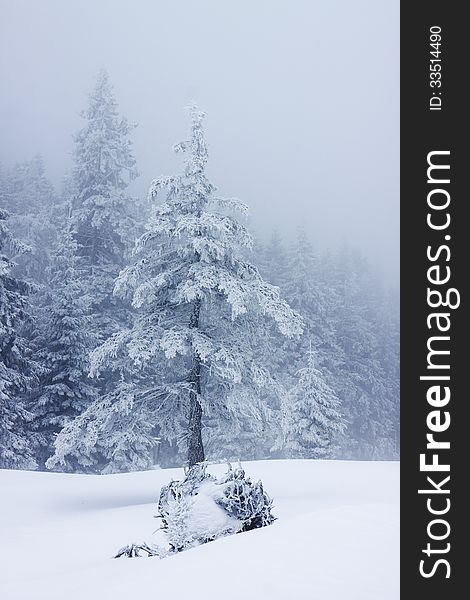 Christmas background with snowy fir trees