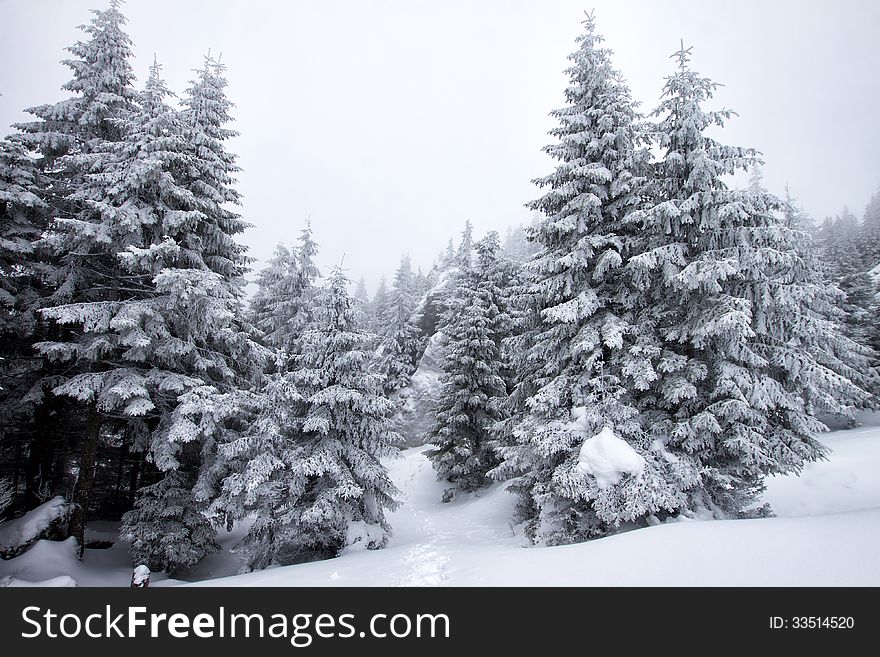 Christmas Background With Snowy Firs