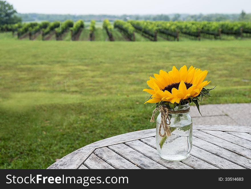 A vase with one head of sunflower on display in a vineyard #1. A vase with one head of sunflower on display in a vineyard #1.