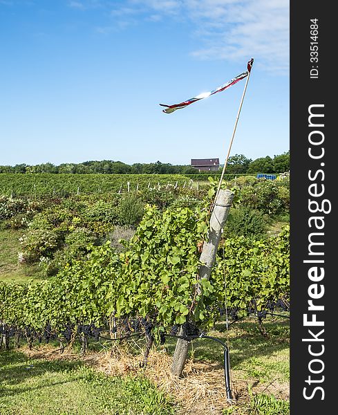 Pinot Noir grapes hanging on the vines in a vineyard prior to harvesting. Pinot Noir grapes hanging on the vines in a vineyard prior to harvesting.