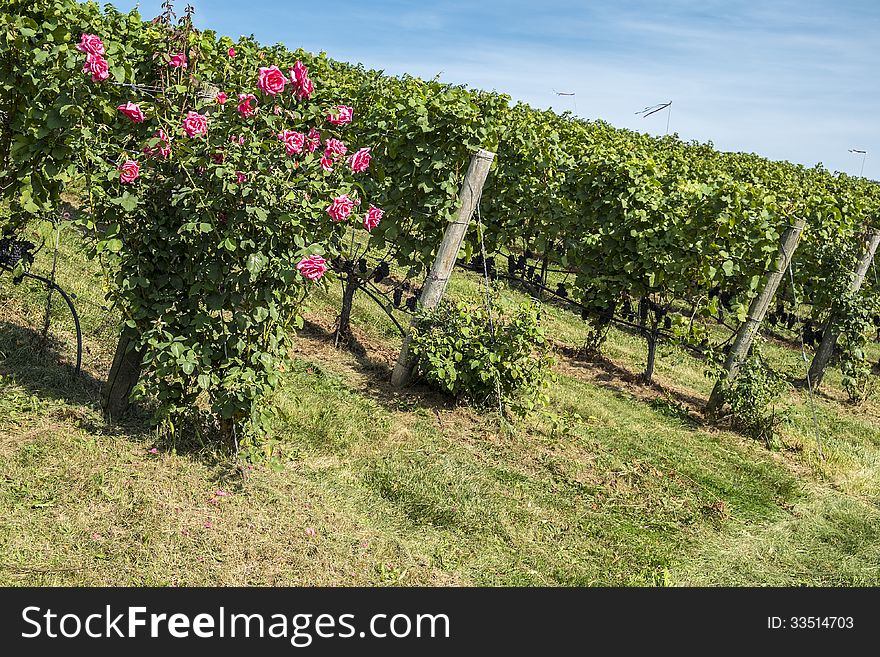 Rose Bush In A Vineyard 6