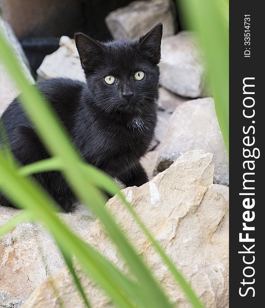 A cute black kitten hiding behind rocks and grass. A cute black kitten hiding behind rocks and grass.