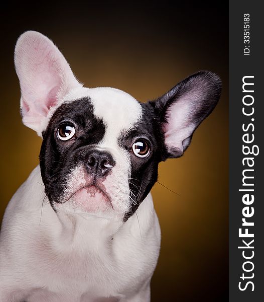 Funny portrait of french bulldog puppy on dark yellow background. Funny portrait of french bulldog puppy on dark yellow background