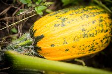 Squash Stock Photo Squash Stock Photo