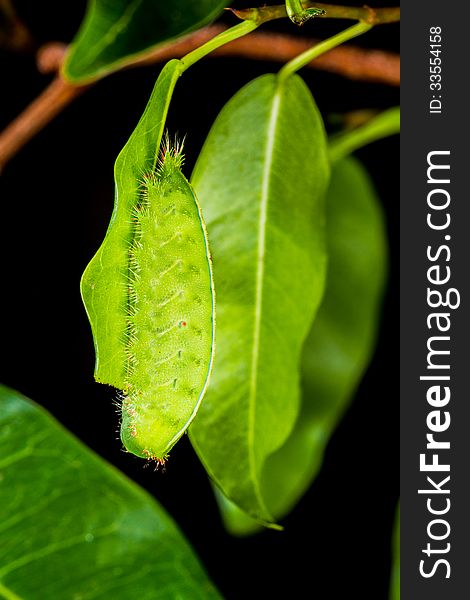 Close up green caterpillar on leaf