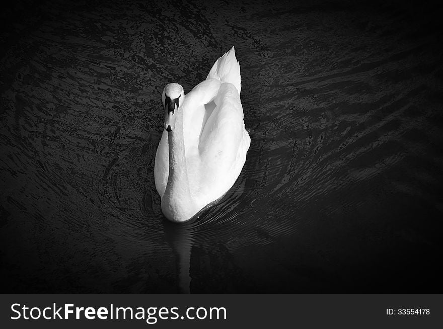 Swan standing isolated in the water and in close-up in black and white. Swan standing isolated in the water and in close-up in black and white