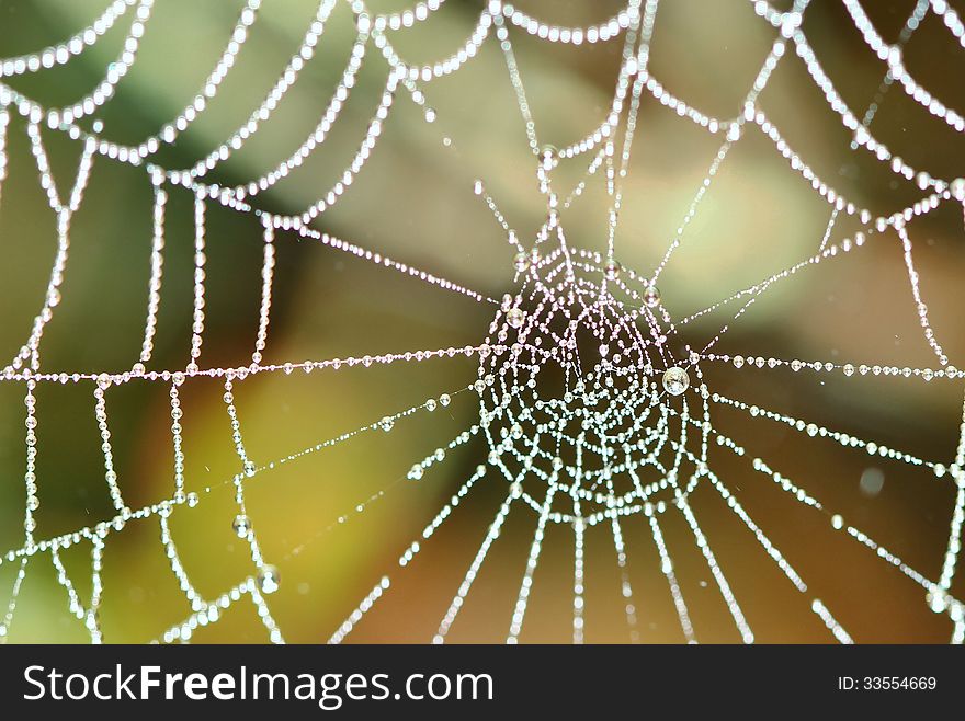 Spider Web